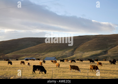 Open Range Cattle in Colorado Stock Image - Image of geology, rock: 57923967
