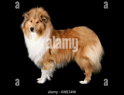 Rough Collie Standing in a Studio Stock Photo