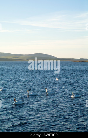 dh Loch of Stenness STENNESS ORKNEY Flock of Mute swans swimming