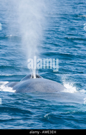 A blue whale, Balaenoptera musculus, surfaces and exhales off the coast of California, USA. Stock Photo