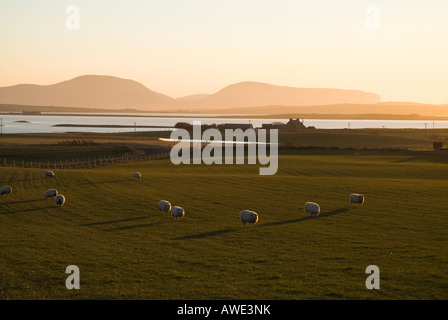 dh Loch of Harray HARRAY ORKNEY Bronze dusk sheep in field farmhouse and Hoy hills