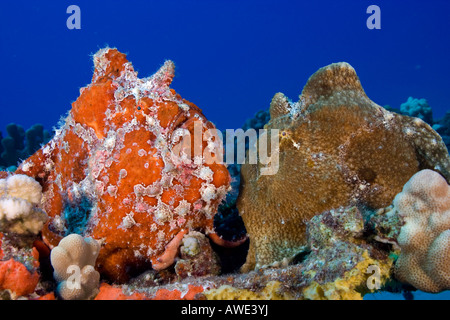 Commerson's Frogfish, Antennarius commersoni, Hawaii. Stock Photo