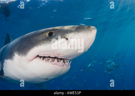 This Great White Shark, Carcharodon carcharias, was photographed off Guadalupe Island, Mexico. Stock Photo