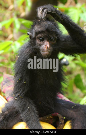 A Black Spider Monkey (Ateles fus) scratches its head in the Amazonian Rain Forest of Pilon Lajas Reserve in Bolivia. Stock Photo