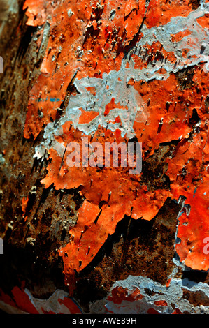 Orange & White Coloured Paint , Peeling Off A Rusted Metal Surface. Stock Photo