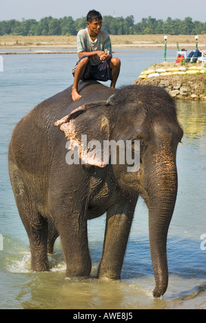 bathing the elefant at at Rapoti River banks Nepal Asia Royal Chitwan National Park nationalpark Stock Photo