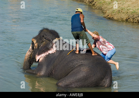 bathing the elefant at at Rapoti River banks Nepal Asia Royal Chitwan National   Park nationalpark tourist woman climbing up Stock Photo