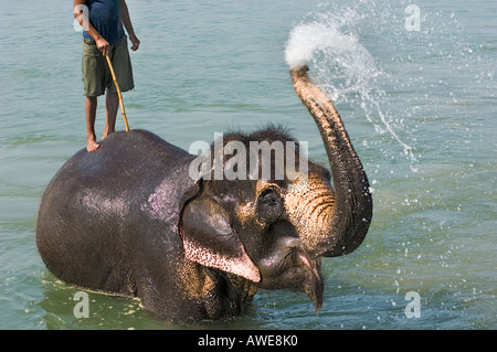bathing the elefant at at Rapoti River banks Nepal Asia Royal Chitwan National Park nationalpark  Gargoyle Stock Photo