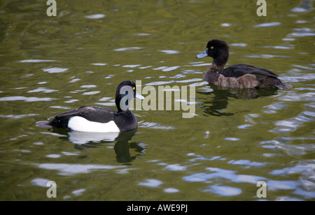 Pair of Tufted Ducks, Aythya fuligula, Anatidae, Male and Female Stock Photo