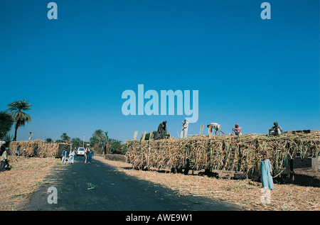 Agricultural workers loading sugar cane onto railway trucks between Esna and Edfu on the banks of the River Nile Egypt Stock Photo