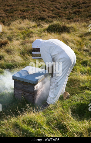 Beekeeper wearing beekeeper's clothing bee suits & smoke machine,  smoker on heather hills collecting honey Cairngorms National Park, Scotland,  UK Stock Photo