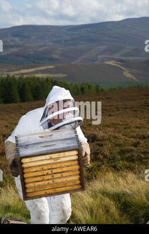 Beekeeper wearing beekeeper's clothing bee suits & smoke machine,  smoker on heather hills collecting honey Cairngorms National Park, Scotland,  UK Stock Photo