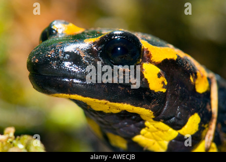 firesalamander fire salamander HEAD portrait eye mouth looks 