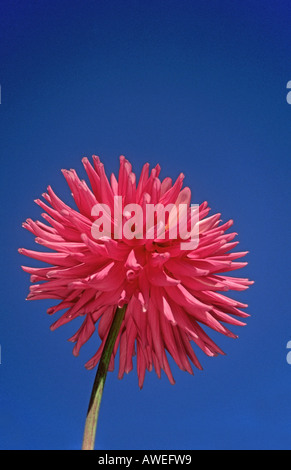 Dahlia 'Kenora Majestic' against a blue sky Stock Photo