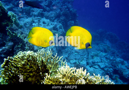 Egypt Red Sea pair of Masked Butterfly fish Chaetodon semilarvatus Stock Photo