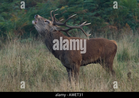 red deer stag Cervus elaphus autumn 2005 Stock Photo