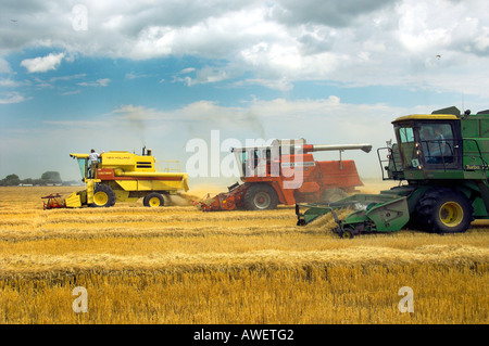 Multiple grain harvesting combines at the World Harvest for Kids event in Winkler Manitoba Canada Stock Photo