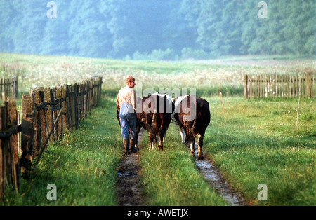Farmer leadning cows to a pasture in the morning, Kotulin, Poland Stock Photo