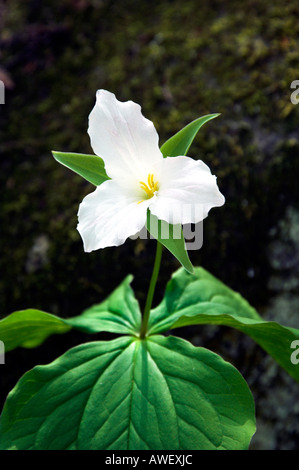 A white trillium portrait in the forests of The Great Smoky Mountain National Park North Carolina USA Stock Photo
