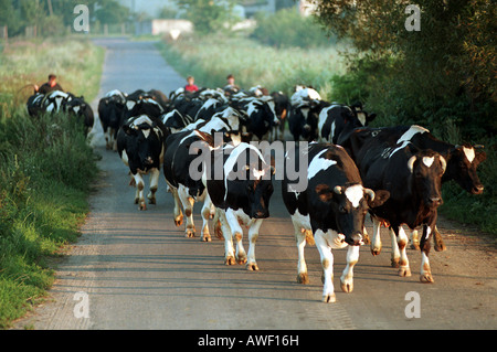 Farmer boy leadning cows to a pasture in the morning, Kotulin, Poland Stock Photo