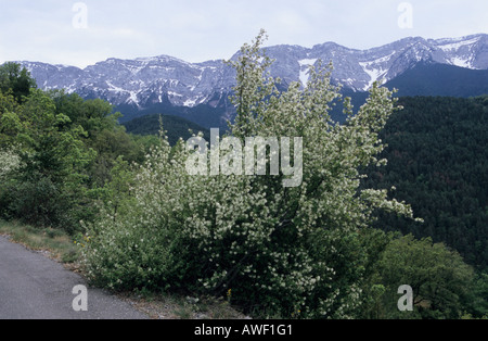 Mountain scenery in Pyrenees Mountains Catalonia Spain Stock Photo