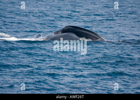 A blue whale, Balaenoptera musculus, lunge feeding at the surface on krill in the Pacific off the northwest coast of Mexico. Stock Photo