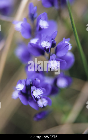 Close up of Subalpine Milkwort Polygala alpestris flowers Stock Photo