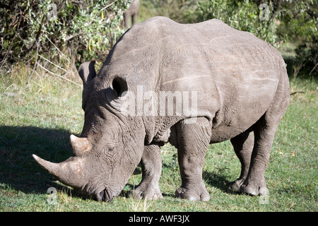 White Rhinoceros (ceratotherium simum) also called Square-Lipped Rhinoceros Stock Photo