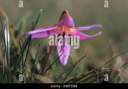 Close up of Dog's tooth Violet Erythronium dens canis flower Stock Photo