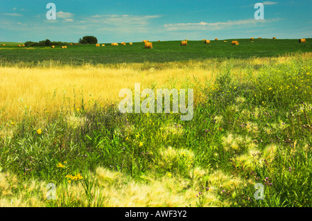 Colorful Saskatchewan Canadian prairie scenes of lakes blooming canola fields and grasslands east of Saskatoon Stock Photo