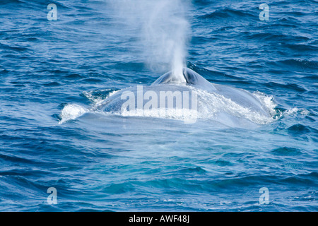 A blue whale, Balaenoptera musculus, surfaces off the coast of California, USA. Stock Photo