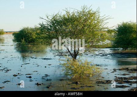 Lake Ngami, Botswana, Africa Stock Photo