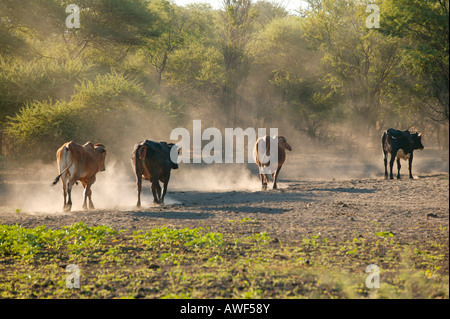 Cattle herd near Lake Ngami, Botswana, Africa Stock Photo