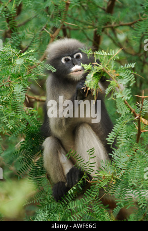 Dusky Langur feeding on Acacia leaves in the treetops, Thailand Stock Photo