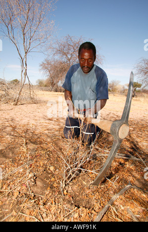 Traditional healer digging for various medicinal herbs, Sehitwa, Botswana, Africa Stock Photo
