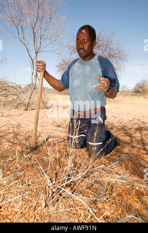 Traditional healer digging for various medicinal herbs, Sehitwa, Botswana, Africa Stock Photo