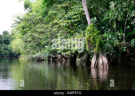 Mangrove landscape, rainforest, Kamuni River, Guyana, South America Stock Photo