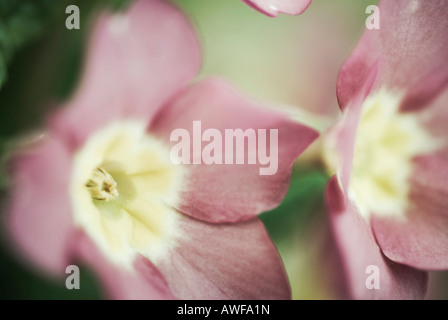 Close up shot of two primrose flowers Stock Photo