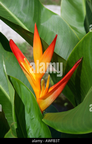 Wild Plantain or Lobster-Claw (Heliconia), species from the Plantain family of plants (Musaceae), Guyana, South America Stock Photo