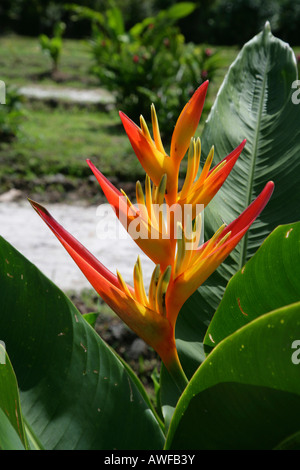 Easter Heliconia (Heliconia wagneriana), species from the Plantain family of plants (Musaceae), Guyana, South America Stock Photo