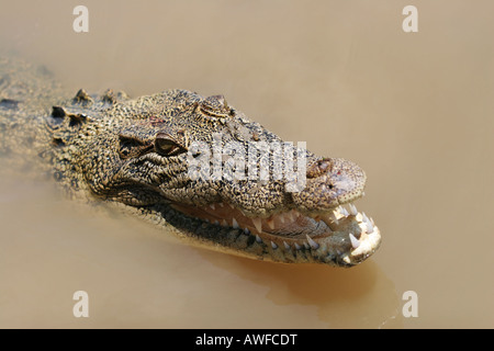 Salt water crocodile Stock Photo