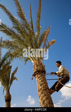 Man climbing palm tree to trim some of the leaves and tree trunk, Egypt, Sharm el Sheikh Stock Photo