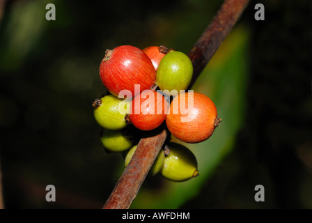 Coffee Beans growing in the Sinharaja National Park, Sri Lanka Stock Photo