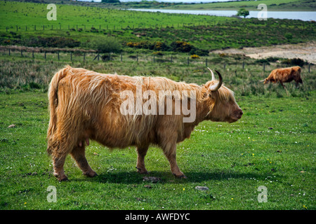 Highland cattle near Colliford lake on Bodmin Moor Cornwall Stock Photo