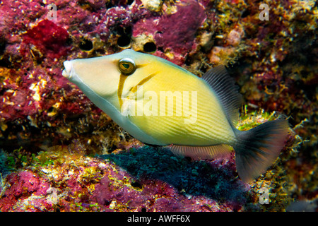 This Scythe Triggerfish was snapped at his home on the reef near Fish Head, or Mushimasmingili Thila in the Maldive Islands. Stock Photo