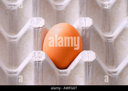 A brown egg in a box Stock Photo