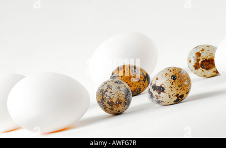 Various eggs: chicken eggs and quail eggs Stock Photo