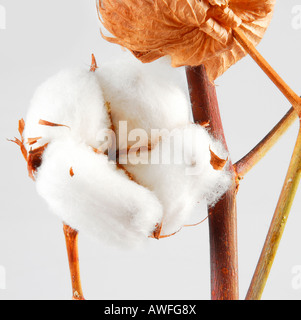 Cotton blossom Stock Photo