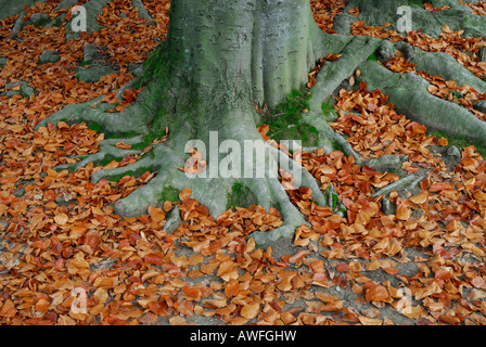 European Beech (Fagus sylvatica) roots surrounded by autumn foliage Stock Photo
