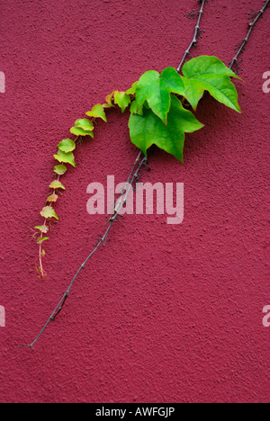 Boston - or Japanese Ivy (Parthenocissus tricuspidata) tendril growing on a house wall